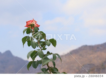 Orange roses 28846034