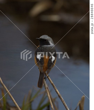 ジョウビタキ 28846646