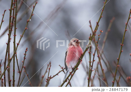 木の枝に止まるベニマシコ 28847179