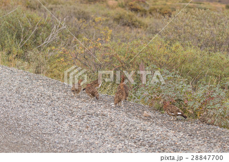 Willow Ptarmigan in early Fall Willow Ptarmigan in early Fall 28847700