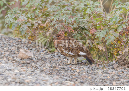 Willow Ptarmigan in early Fall 28847701