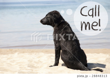 Dog At Sandy Beach, Text Call Me 28848313