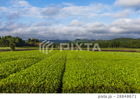 Oolong tea field in Chiran, Kyushu, Japan 28848671