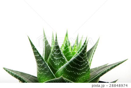 Aloe isolated on white background Aloe isolated on white background 28848974