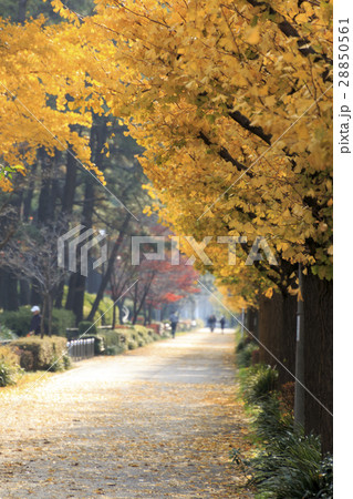 横浜三渓園の紅葉 28850561