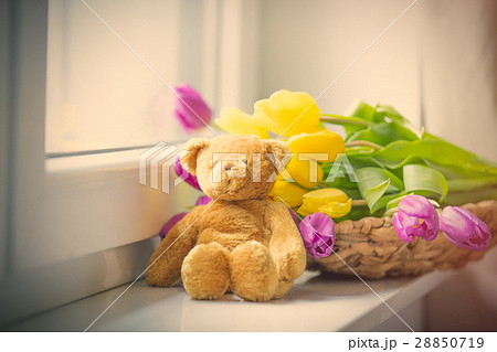 bunch of tulips and teddybear on windowsill 28850719