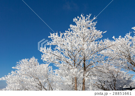 御在所　(12月　雪) 28851661