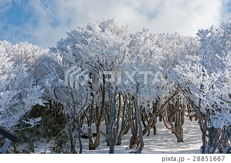 御在所　(12月　雪) 28851667