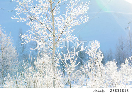 白樺(White birch) 28851818
