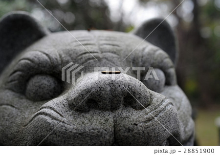 大江神社の狛虎-6 大江神社の狛虎-6 28851900