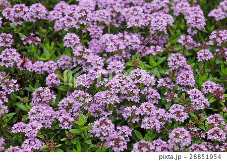 イブキジャコウソウ(シソ科) イブキジャコウソウ(シソ科) 28851954