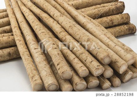 新鮮な牛蒡 新鮮な牛蒡 28852198