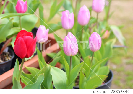 チューリップの花 チューリップの花 28852340