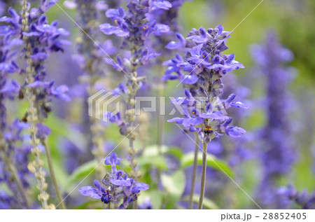 Blooming blue bugleweeds Ajuga 28852405