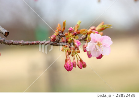 河津桜の花 28852439