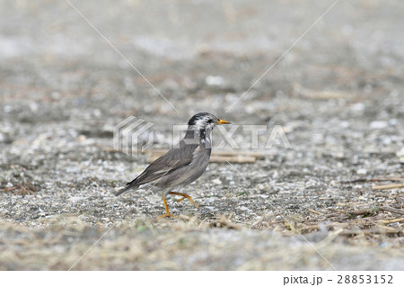 ムクドリ 椋鳥 の写真素材