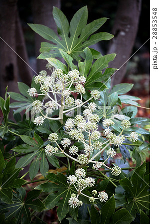 ヤツデの花 ヤツデの花 28853548