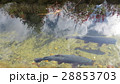 小川とさかな ／ The brook and the fish 28853703