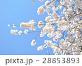 青空に伸びるソメイヨシノ　 28853893