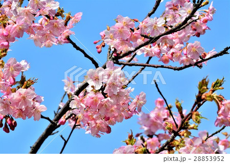 河津桜 河津桜 28853952