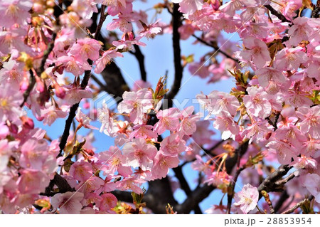 河津桜 河津桜 28853954