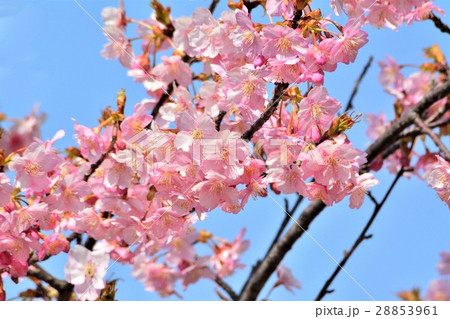 河津桜 河津桜 28853961
