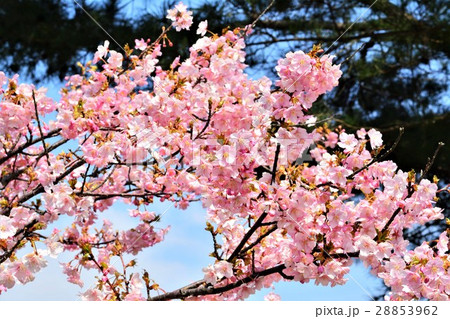 河津桜 28853962