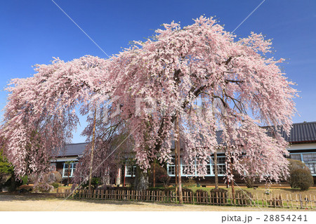 杵原学校の枝垂れ桜 28854241