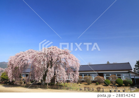 杵原学校の枝垂れ桜 28854242