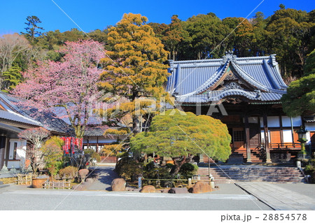 修禅寺と梅 28854578