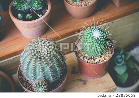 Little cactus plant in the flower pot. Little cactus plant in the flower pot. 28855058