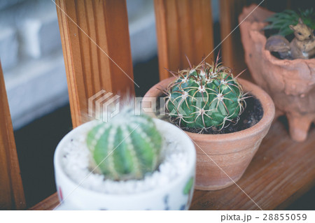 Little cactus plant in the flower pot.  28855059
