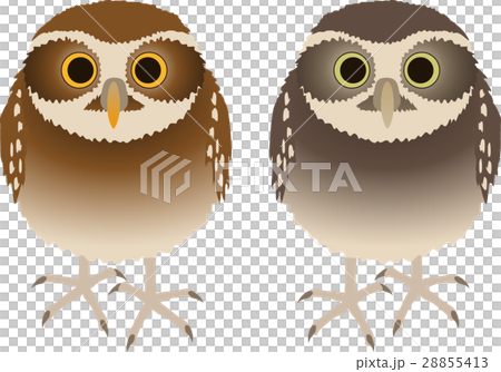 Anaholy owl 28855413