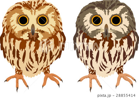 アメリカキンメフクロウ アメリカキンメフクロウ 28855414