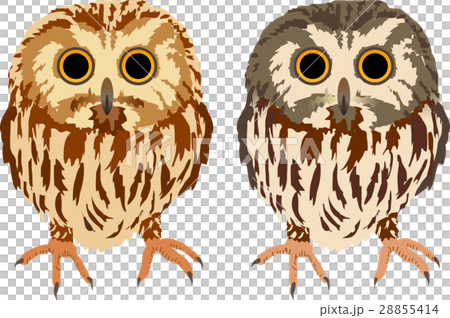 美國國王貓頭鷹 28855414
