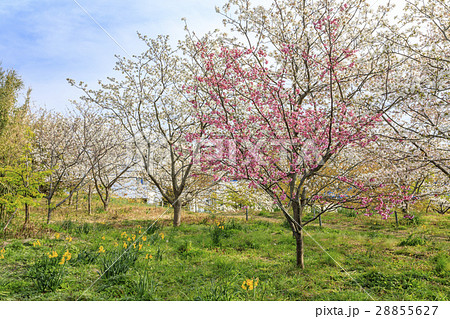白浜さくらの里 28855627