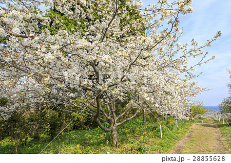 白浜さくらの里 28855628