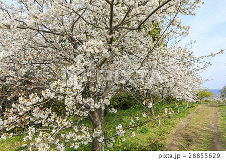 白浜さくらの里 28855629