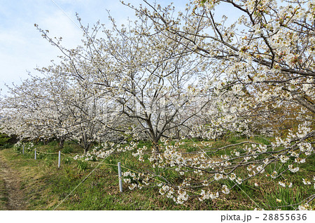 白浜さくらの里 28855636