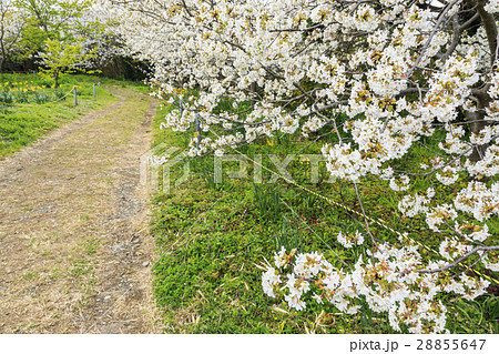 白浜さくらの里 28855647