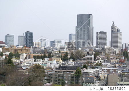 桜が満開春爛漫の仙台市中心部高層ビル群SS30トラストタワーBuilding group 桜が満開春爛漫の仙台市中心部高層ビル群SS30トラストタワーBuilding group 28855892