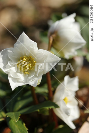 クリスマスローズ 28856064