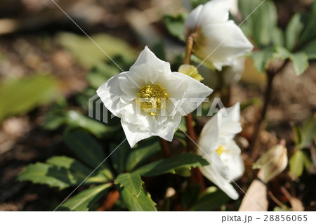 クリスマスローズ クリスマスローズ 28856065