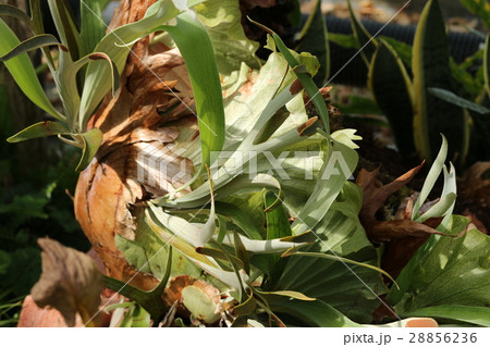 ビカクシダ ビカクシダ 28856236