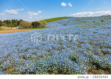 ネモフィラ 28856485