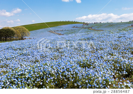 ネモフィラ 28856487