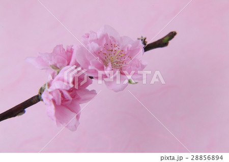 桃の花 桃の花 28856894