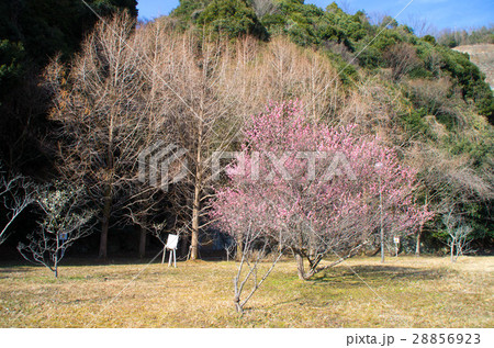 ダム公園 ダム公園 28856923