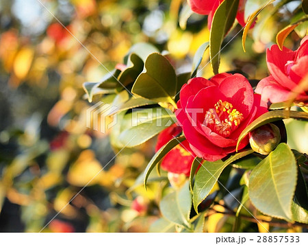 赤いツバキの花 椿の写真素材