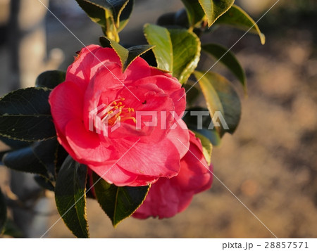 赤いツバキの花　椿 28857571